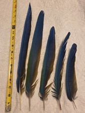 Macaw parrot tail for sale  Scottsdale