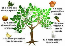 Moringa oleifera albero usato  Torino