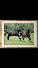 kauto star for sale kauto star for sale PULBOROUGH