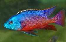 Pack red empress for sale  Miami