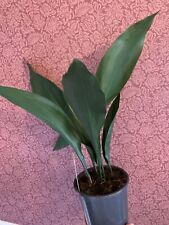 Premium aspidistra plant for sale  BURGESS HILL