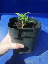 Jerusalem artichoke plant for sale  WARRINGTON