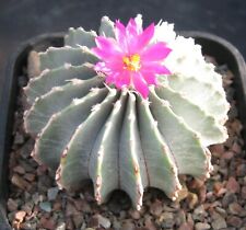 Geohintonia mexicana seeds for sale  CAMBERLEY