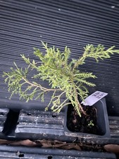 tree sprayer for sale tree sprayer for sale Martin