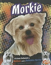 Morkie cross maltese for sale  Mishawaka