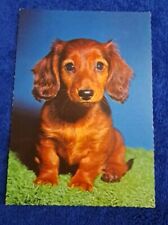 Hunde postkarte 70er gebraucht kaufen  Hamburg