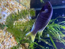 Mbuna cichlids yellow for sale  Cleveland