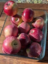 Mcintosh apple seeds for sale  Champlain