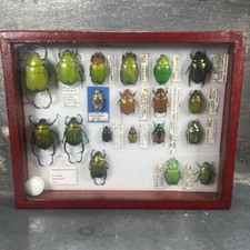Boîte entomologique scarabée d'occasion  Marseille II