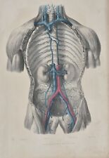 Original engraving anatomy for sale  GLASGOW