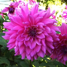 Ausverkauf dahlien dahlie gebraucht kaufen  Erfurt