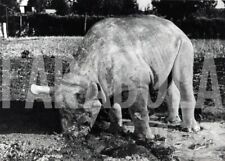 Vintage animali selvatici usato Vintage animali selvatici usato  Roma