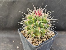 Ferobergia hybrid vivaio usato  Massafra