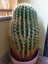 Echinocactus grusonii kroenlei usato  Limbiate