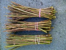 Willow cutting trees for sale  COLCHESTER