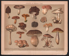 Botany. mushrooms. antique for sale  Shipping to Ireland