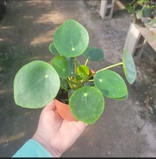 pilea chinese ufo money plant for sale pilea chinese ufo money plant for sale West Covina