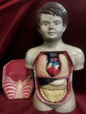 Modello anatomico didattico usato  Roma