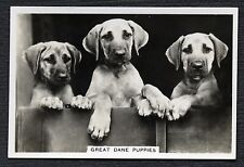 Great dane puppies for sale  COLEFORD