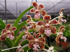 Rare vanda lombokensis for sale  HALSTEAD