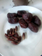 Fresh date palm for sale  LONDON