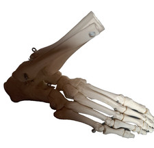 Anatomisches fußmodell mensch gebraucht kaufen  Deutschland