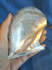 Conchiglia naturale grezza usato  San Martino Dall Argine