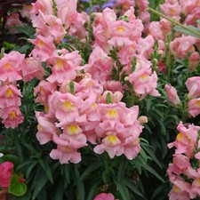 Appleblossom snapdragon seeds for sale  Tarpon Springs