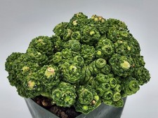 Mammillaria bocasana fred for sale  Murrieta