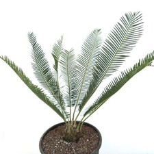 Dioone elegante forma usato  Napoli