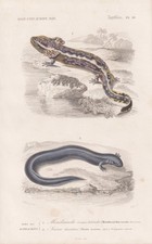 Reptiles, amphibiens d'occasion  Expédié en Belgium