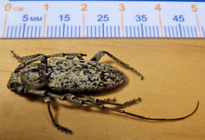 Oak borer longhorn for sale  Houston