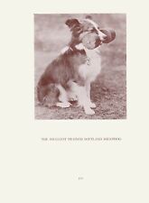 Smallest trained sheltie for sale  COLEFORD
