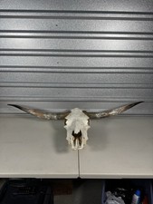 Longhorn steer skull for sale  Denton