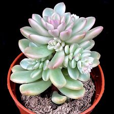 Sedum joyce tulloch for sale  LEIGH