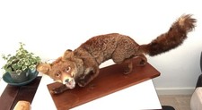 Renard empaillé taxidermie d'occasion  Saint-Michel-en-l'Herm