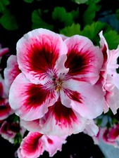 Geranium live plant for sale  San Jose