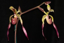 Paphiopedilum julius flower for sale  Petaluma