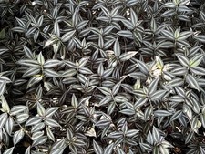 Cuttings tradescantia zebrina for sale  Oviedo