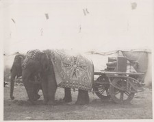 Hagenbeck wallace circus for sale  Carlsbad