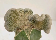 pelecyphora usato pelecyphora usato Lecce