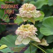 Nanzhao buddha light for sale  Leander