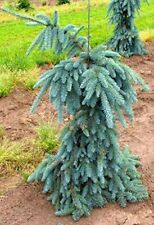 Weeping colorado blue for sale  Vancouver