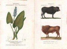 Stampe antiche incisioni usato  Sassari