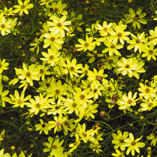 Coreopsis moonbeam plug for sale  LLANDYSUL