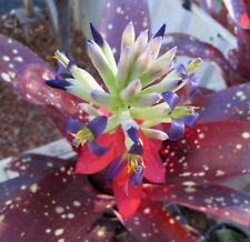 Bromeliad billbergia kolan for sale  Miami