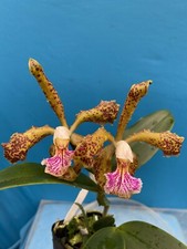 Cattleya greyae fragrant for sale  San Francisco