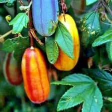 100 semi mango usato  Spedire a Italy