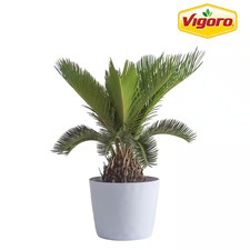 Sago palm indoor for sale  Los Angeles