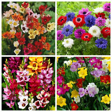 Flower bulbs corms for sale  MELTON MOWBRAY